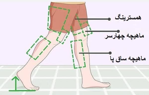 برای راه رفتن موثر از ماهیچه_های ساق پا، همسترینگ و عضلات چهار سر ران استفاده کنید